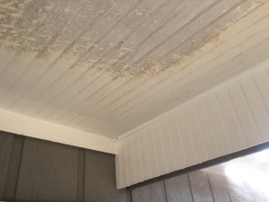 Big Moose Pressure Cleaning – Concord, GA